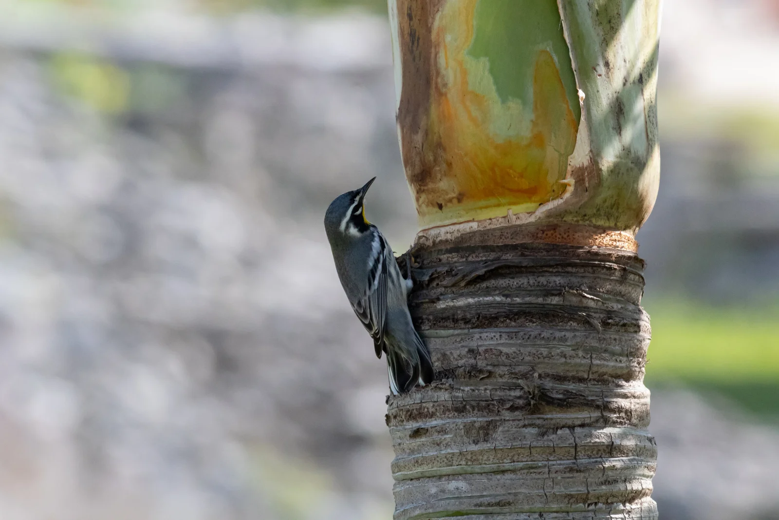 nature photography by JRMGraphy